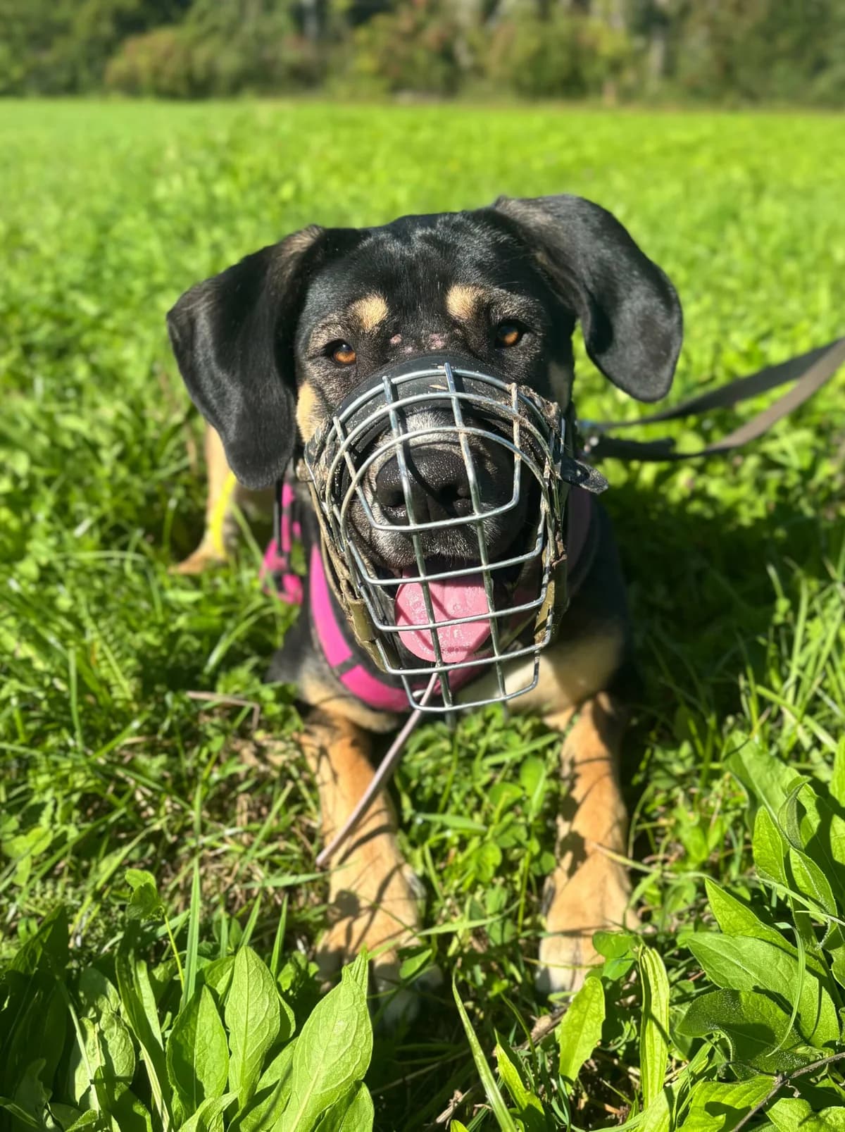 Bella, female Mixed Breed for adoption at Anihelp Tierhilfe, Anihelp photo 4