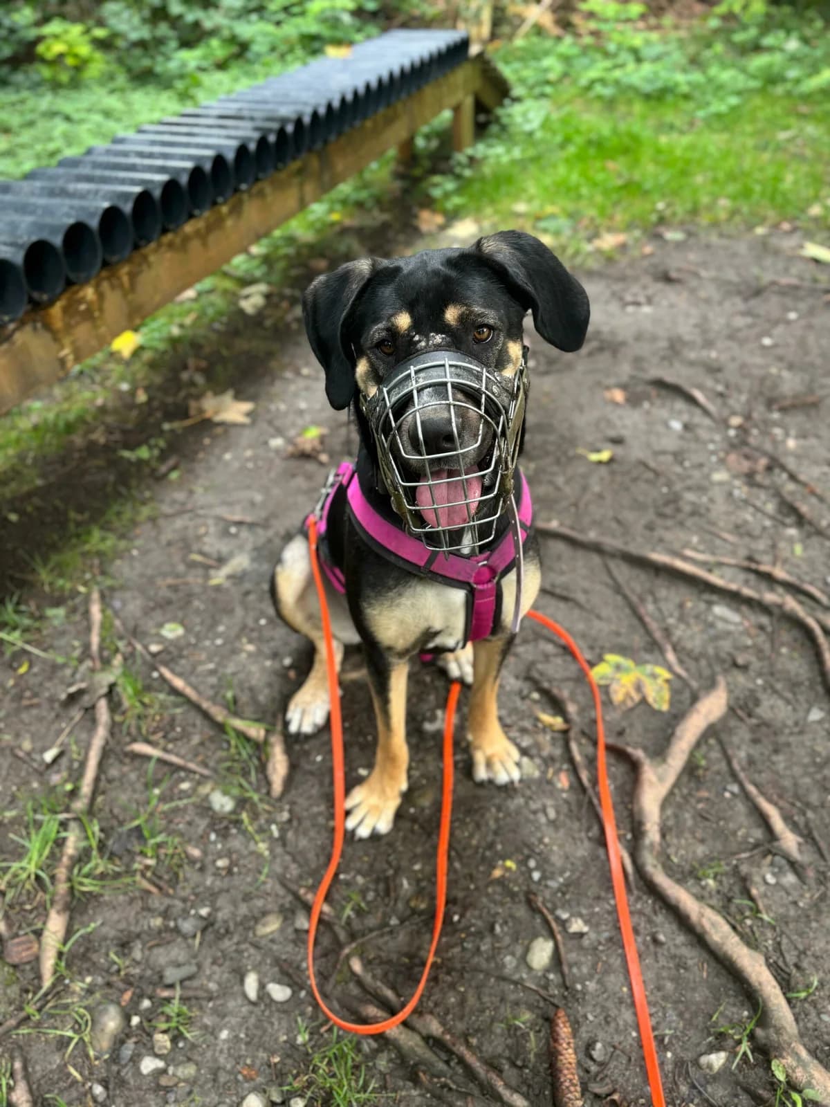 Bella, female Mixed Breed for adoption at Anihelp Tierhilfe, Anihelp photo 5