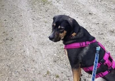 Bella, female Mixed Breed for adoption at Anihelp Tierhilfe, Anihelp photo 6