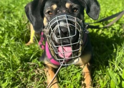 Bella, female Mixed Breed for adoption at Anihelp Tierhilfe, Anihelp photo 7