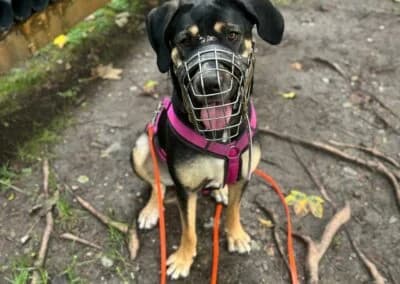 Bella, female Mixed Breed for adoption at Anihelp Tierhilfe, Anihelp photo 8