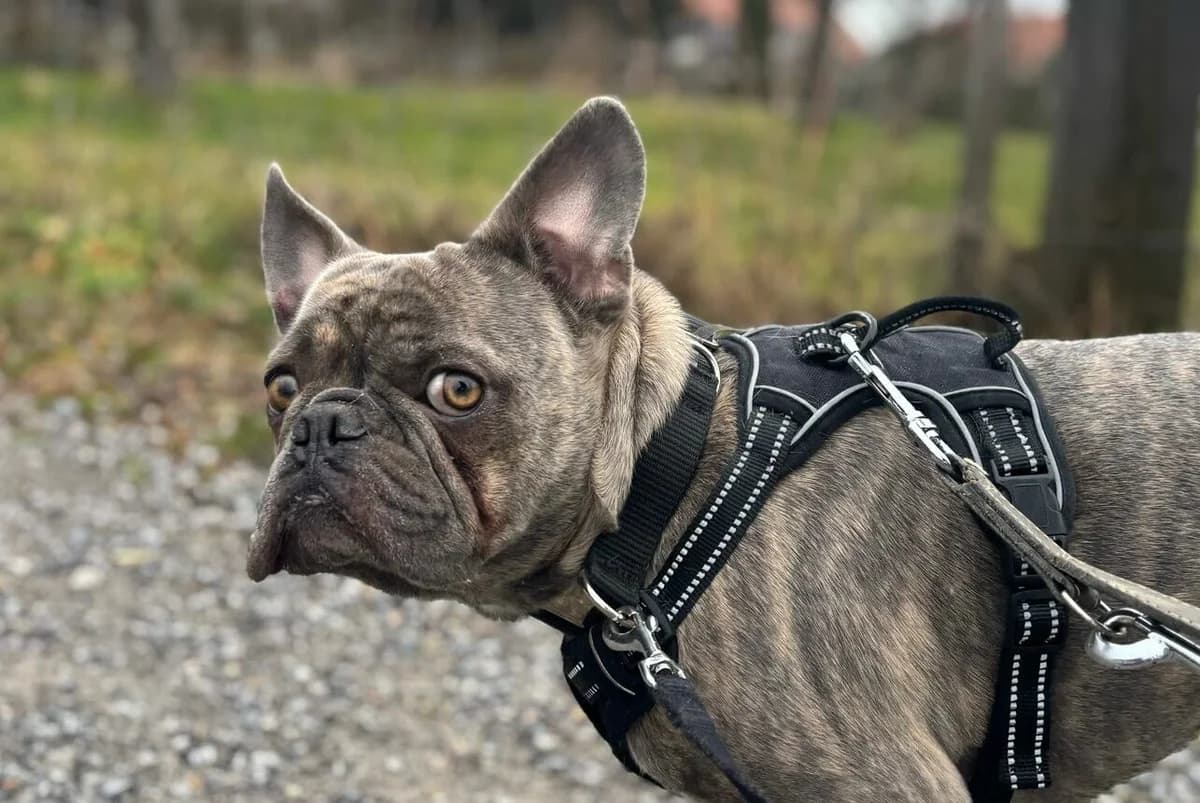 Bubi, female Mixed Breed for adoption at Anihelp Tierhilfe, Anihelp photo 3