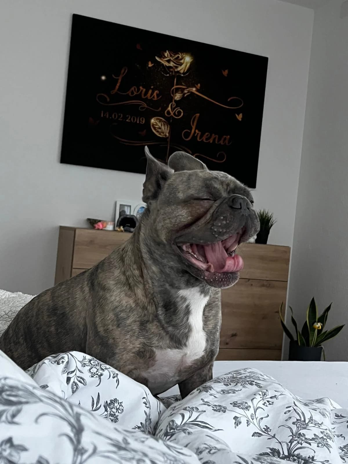 Bubi, female Mixed Breed for adoption at Anihelp Tierhilfe, Anihelp photo 4