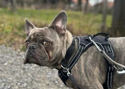 Bubi, female Mixed Breed for adoption at Anihelp Tierhilfe, Anihelp photo 6