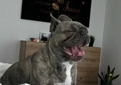 Bubi, female Mixed Breed for adoption at Anihelp Tierhilfe, Anihelp photo 7