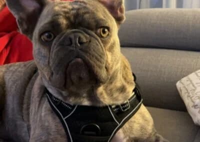 Bubi, female Mixed Breed for adoption at Anihelp Tierhilfe, Anihelp photo 8