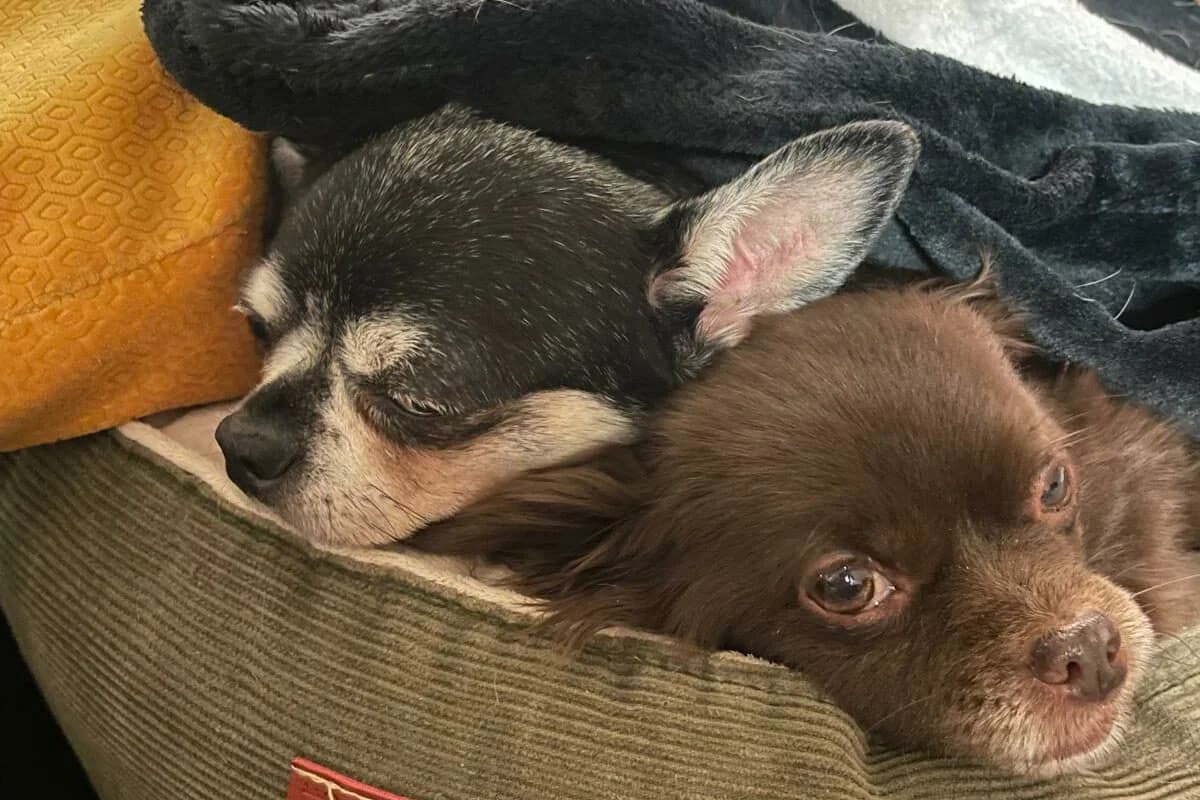 Cleo, female Mixed Breed for adoption at Anihelp Tierhilfe, Anihelp photo 3