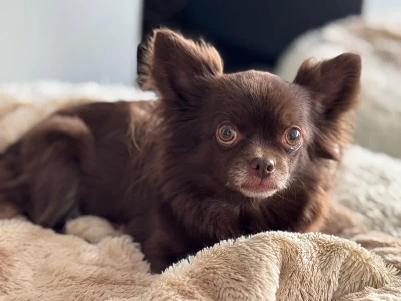 Cleo, female Mixed Breed for adoption at Anihelp Tierhilfe, Anihelp photo 5