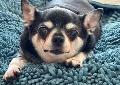 Cleo, female Mixed Breed for adoption at Anihelp Tierhilfe, Anihelp photo 7