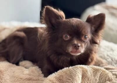 Cleo, female Mixed Breed for adoption at Anihelp Tierhilfe, Anihelp photo 8