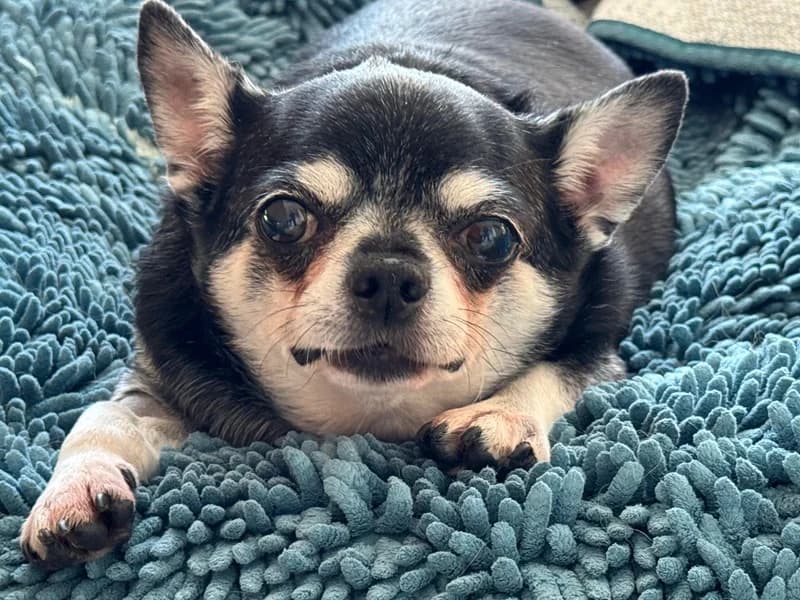 T-Bone, female Mixed Breed for adoption at Anihelp Tierhilfe, Anihelp photo 4