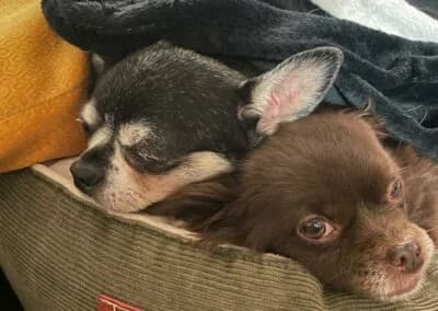 T-Bone, female Mixed Breed for adoption at Anihelp Tierhilfe, Anihelp photo 6