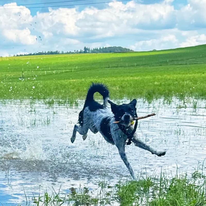 Disy, female Mixed Breed for adoption at Anihelp Tierhilfe, Anihelp photo 4