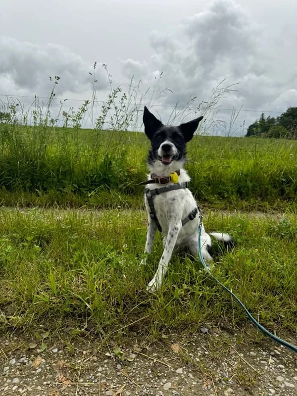 Disy, female Mixed Breed for adoption at Anihelp Tierhilfe, Anihelp photo 5