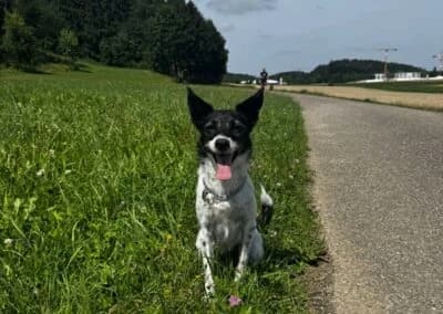 Disy, female Mixed Breed for adoption at Anihelp Tierhilfe, Anihelp photo 6