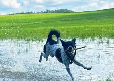 Disy, female Mixed Breed for adoption at Anihelp Tierhilfe, Anihelp photo 7