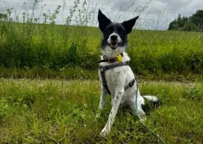 Disy, female Mixed Breed for adoption at Anihelp Tierhilfe, Anihelp photo 8