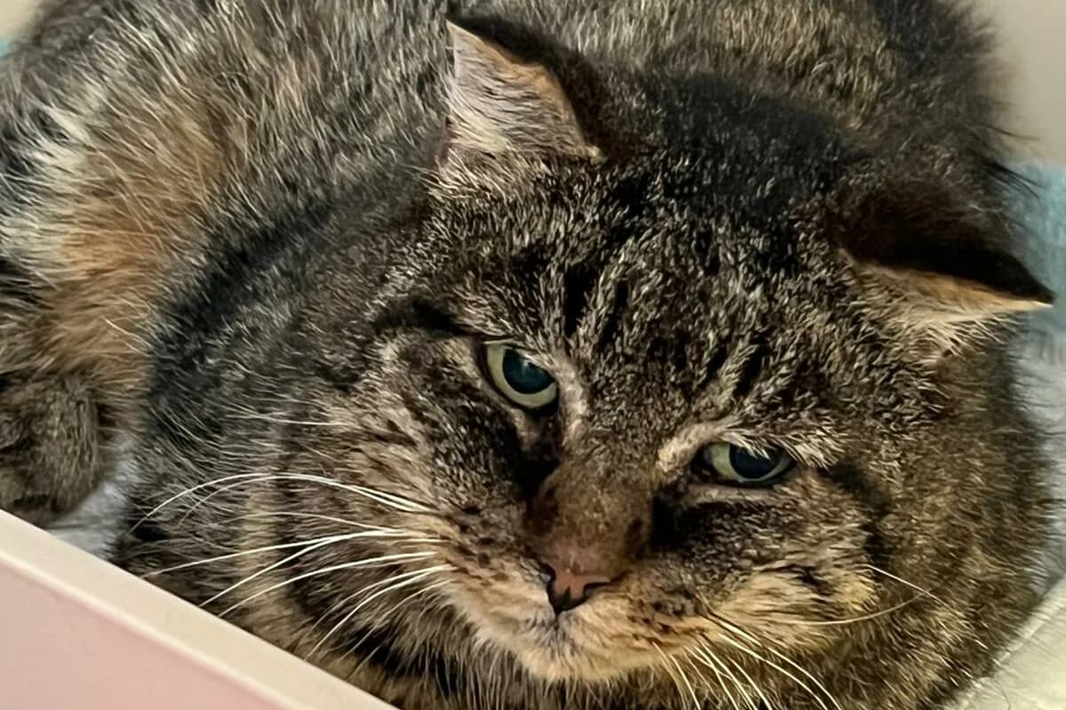 Findus, male Mixed Breed for adoption at Anihelp Tierhilfe, Anihelp photo 3