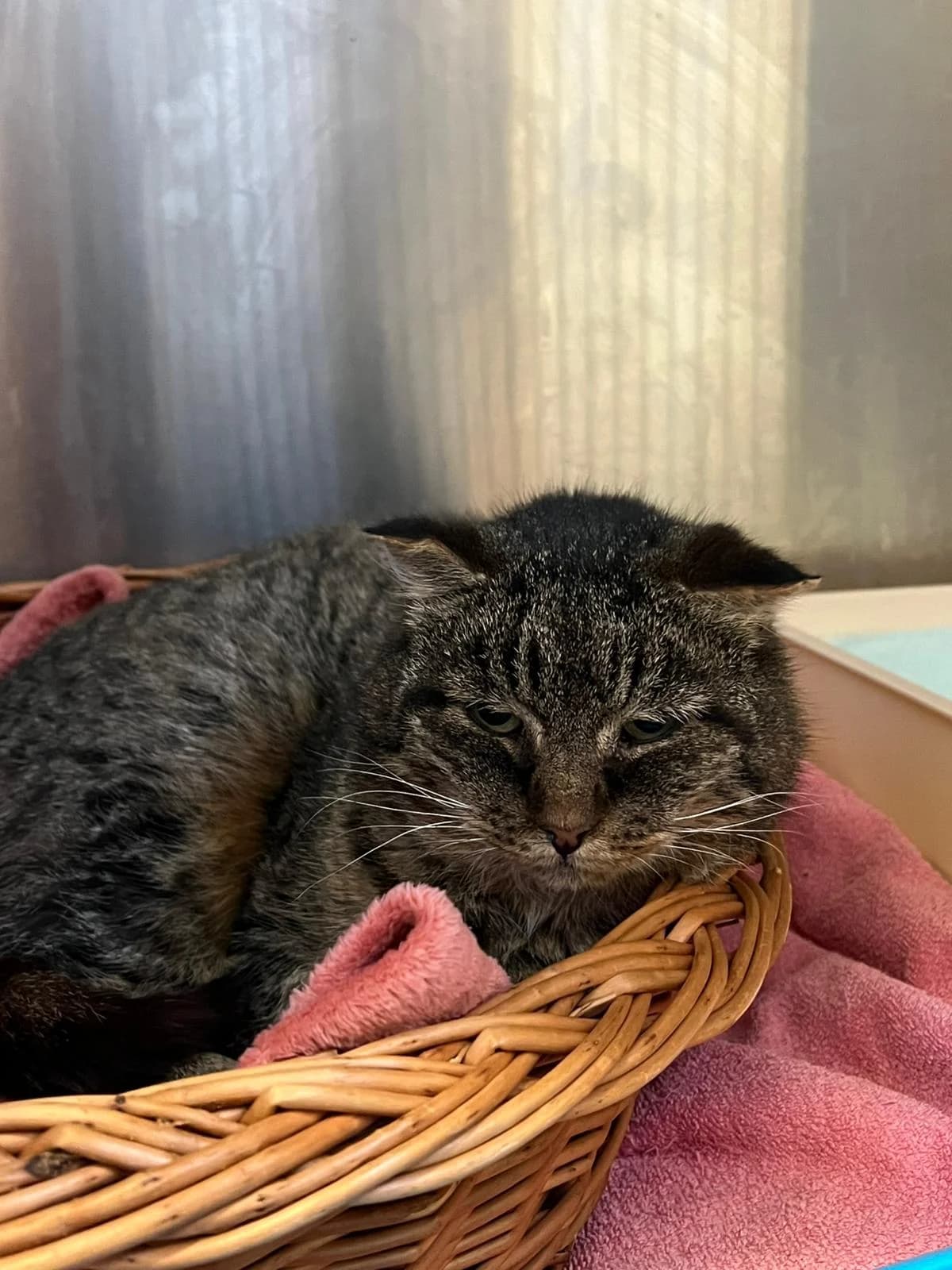 Findus, male Mixed Breed for adoption at Anihelp Tierhilfe, Anihelp photo 4