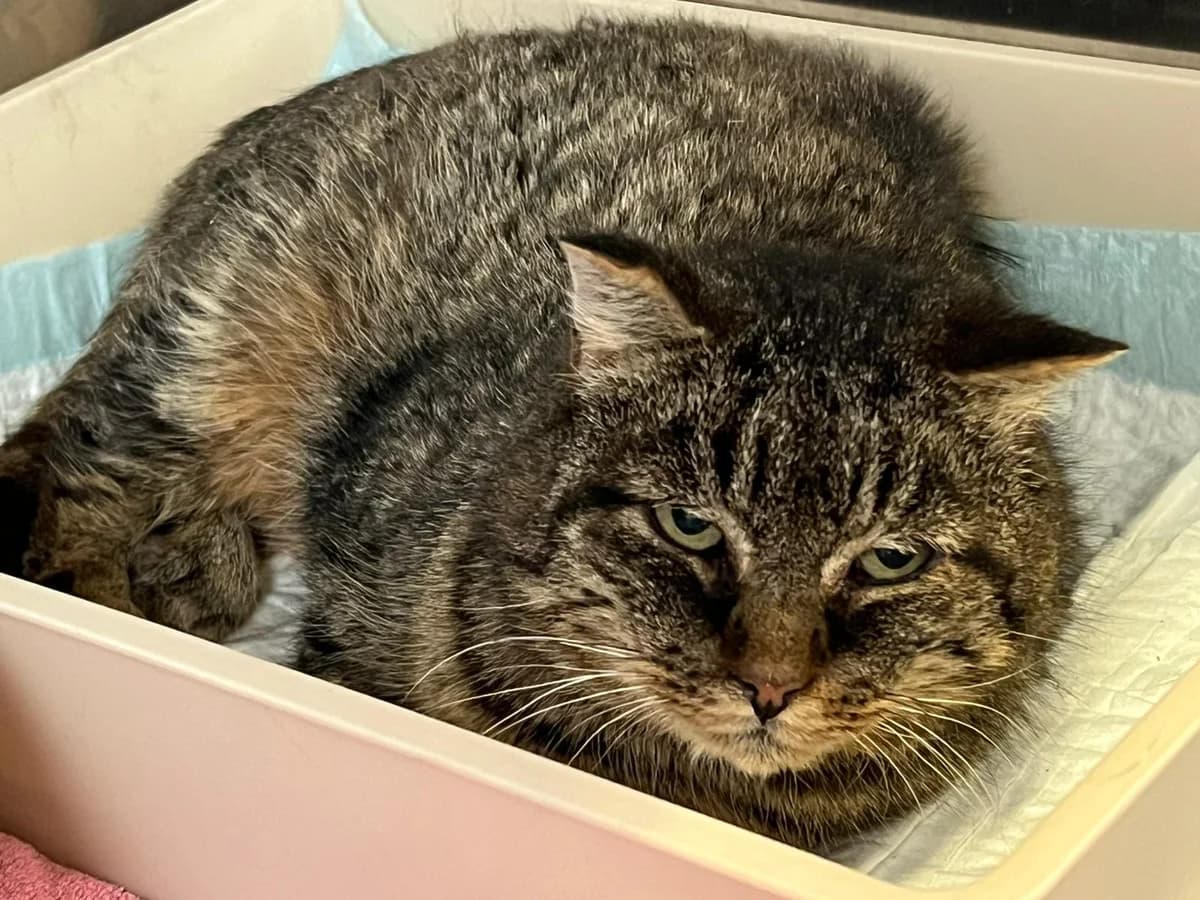 Findus, male Mixed Breed for adoption at Anihelp Tierhilfe, Anihelp photo 5