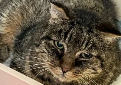 Findus, male Mixed Breed for adoption at Anihelp Tierhilfe, Anihelp photo 6