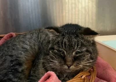 Findus, male Mixed Breed for adoption at Anihelp Tierhilfe, Anihelp photo 7