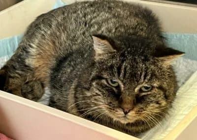 Findus, male Mixed Breed for adoption at Anihelp Tierhilfe, Anihelp photo 8