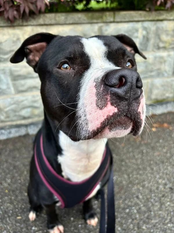 Lennox,  Mixed Breed for adoption at Anihelp Tierhilfe, Anihelp photo 3