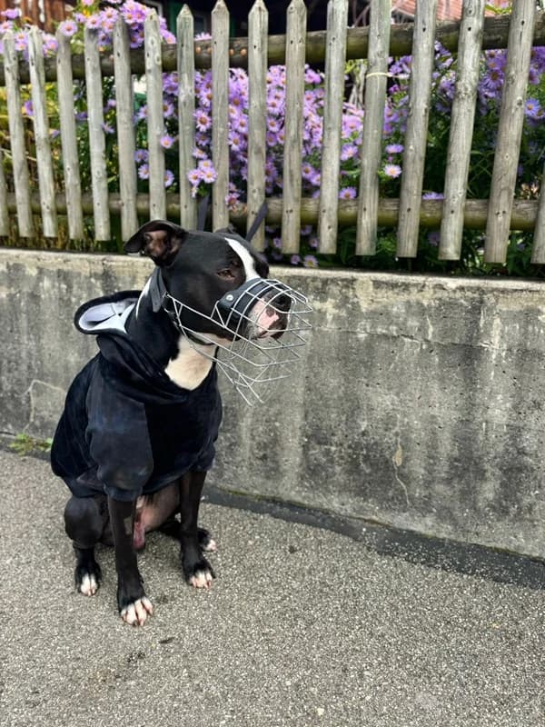 Lennox,  Mixed Breed for adoption at Anihelp Tierhilfe, Anihelp photo 4