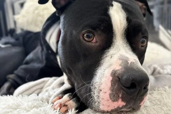 Lennox,  Mixed Breed for adoption at Anihelp Tierhilfe, Anihelp photo 5