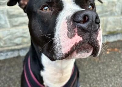 Lennox,  Mixed Breed for adoption at Anihelp Tierhilfe, Anihelp photo 6