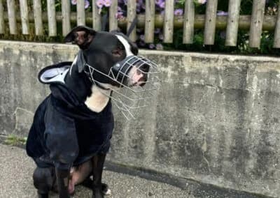 Lennox,  Mixed Breed for adoption at Anihelp Tierhilfe, Anihelp photo 7