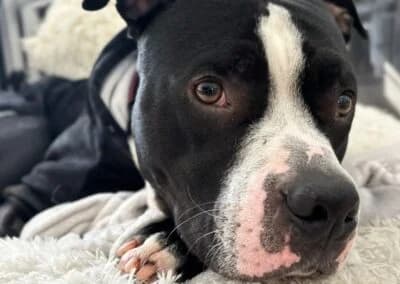 Lennox,  Mixed Breed for adoption at Anihelp Tierhilfe, Anihelp photo 8