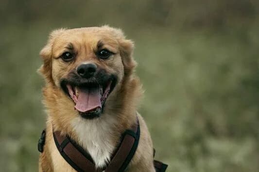 Lenny, male Mixed Breed for adoption at Anihelp Tierhilfe, Anihelp photo 3