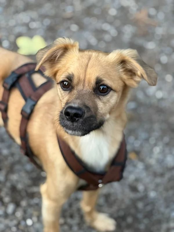 Lenny, male Mixed Breed for adoption at Anihelp Tierhilfe, Anihelp photo 4