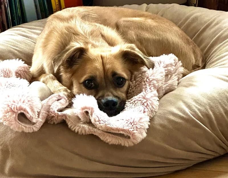 Lenny, male Mixed Breed for adoption at Anihelp Tierhilfe, Anihelp photo 5