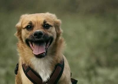 Lenny, male Mixed Breed for adoption at Anihelp Tierhilfe, Anihelp photo 6