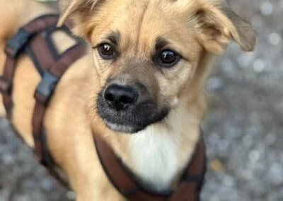 Lenny, male Mixed Breed for adoption at Anihelp Tierhilfe, Anihelp photo 7