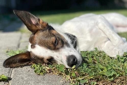 Mailo,  Mixed Breed for adoption at Anihelp Tierhilfe, Anihelp photo 3