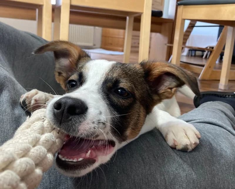 Mailo,  Mixed Breed for adoption at Anihelp Tierhilfe, Anihelp photo 4