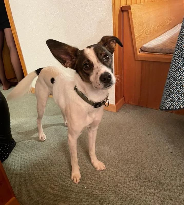 Mailo,  Mixed Breed for adoption at Anihelp Tierhilfe, Anihelp photo 5