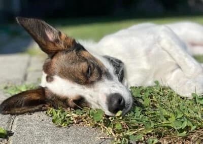 Mailo,  Mixed Breed for adoption at Anihelp Tierhilfe, Anihelp photo 6