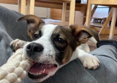 Mailo,  Mixed Breed for adoption at Anihelp Tierhilfe, Anihelp photo 7