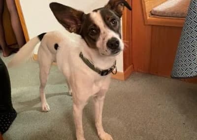 Mailo,  Mixed Breed for adoption at Anihelp Tierhilfe, Anihelp photo 8