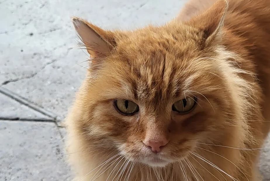 Max, male Mixed Breed for adoption at Anihelp Tierhilfe, Anihelp photo 3