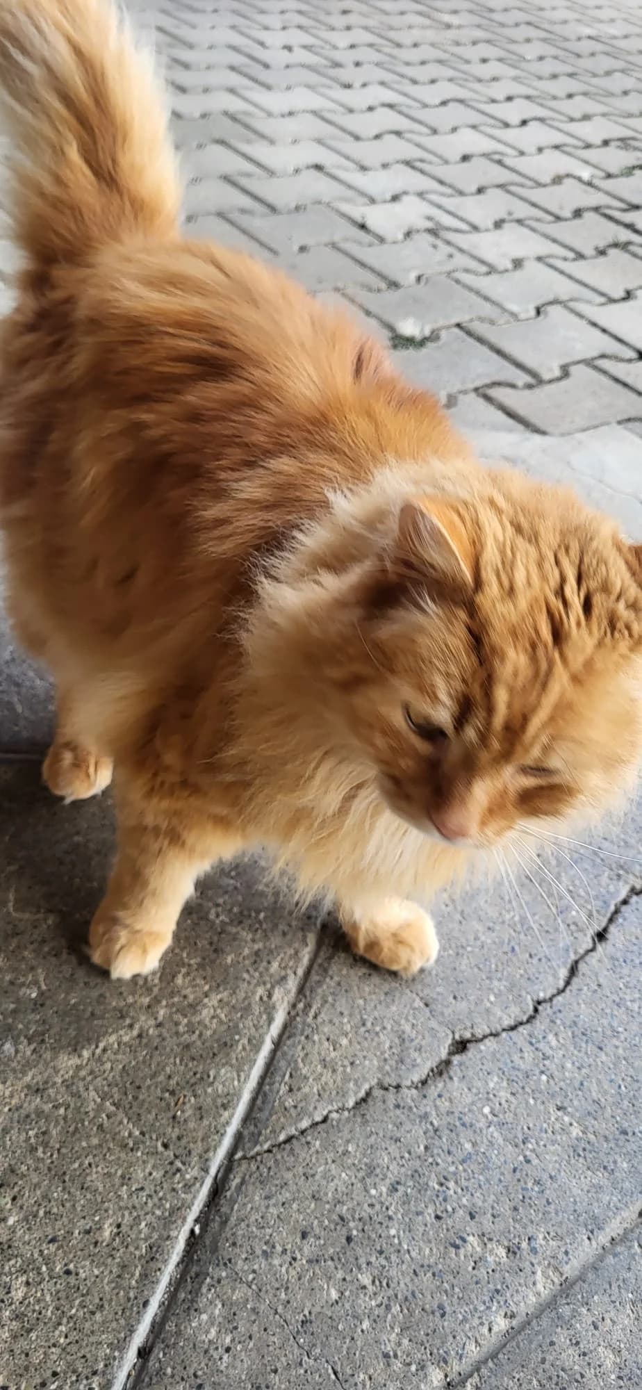 Max, male Mixed Breed for adoption at Anihelp Tierhilfe, Anihelp photo 4