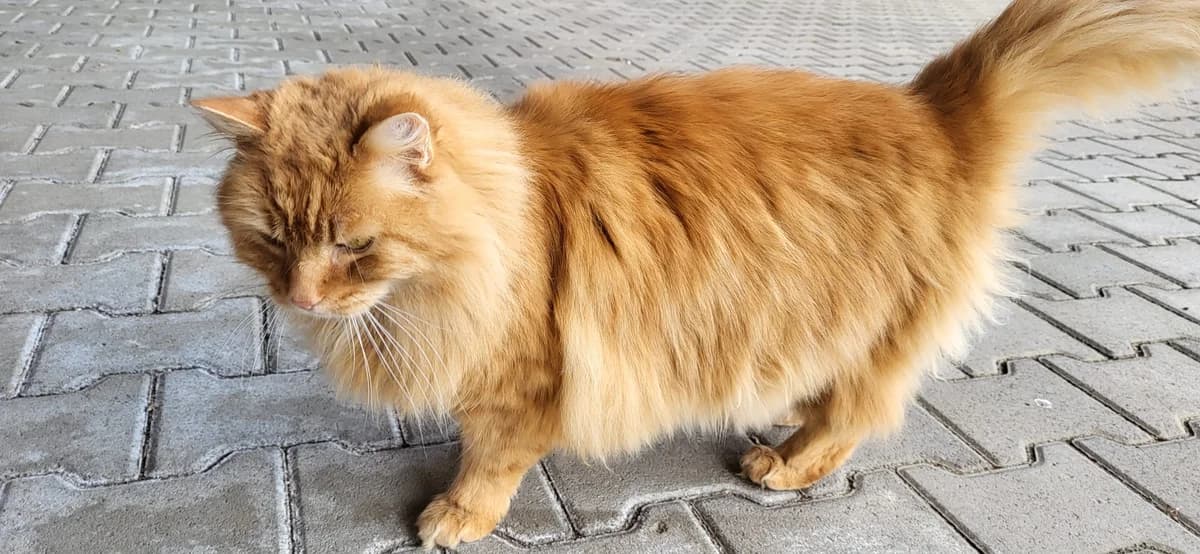 Max, male Mixed Breed for adoption at Anihelp Tierhilfe, Anihelp photo 5