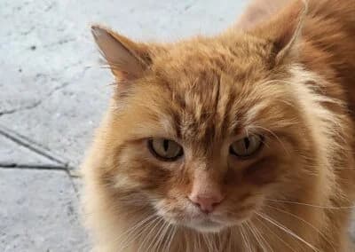 Max, male Mixed Breed for adoption at Anihelp Tierhilfe, Anihelp photo 6