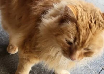 Max, male Mixed Breed for adoption at Anihelp Tierhilfe, Anihelp photo 7