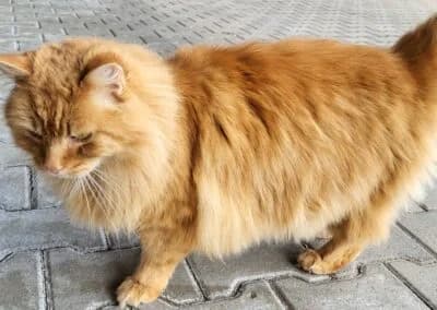 Max, male Mixed Breed for adoption at Anihelp Tierhilfe, Anihelp photo 8